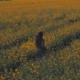 Sydney Film Festival - a global film festival promo image flower fields 280 x 280